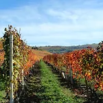 Alloggio per agriturismo Il Bricco *